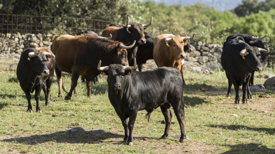 Toros en finca