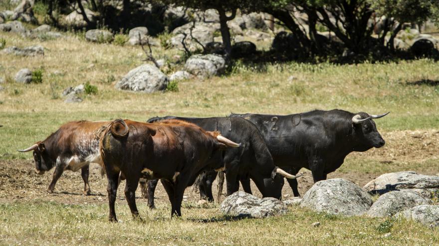 Toros en finca