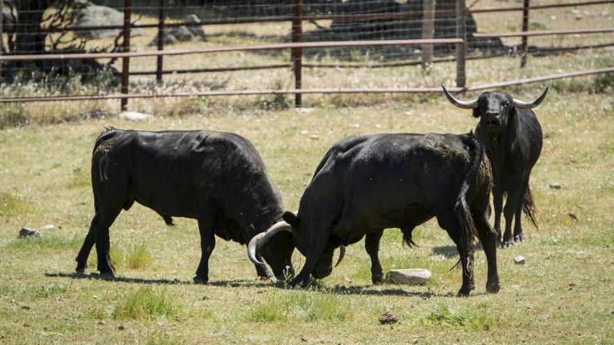 Toros topando o enzarzados