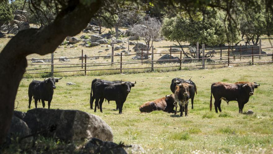 Toros en finca