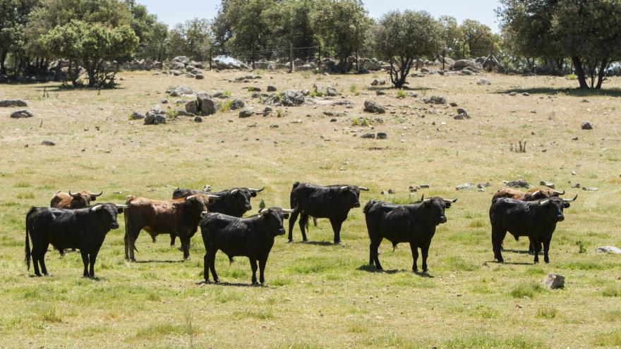Toros en finca