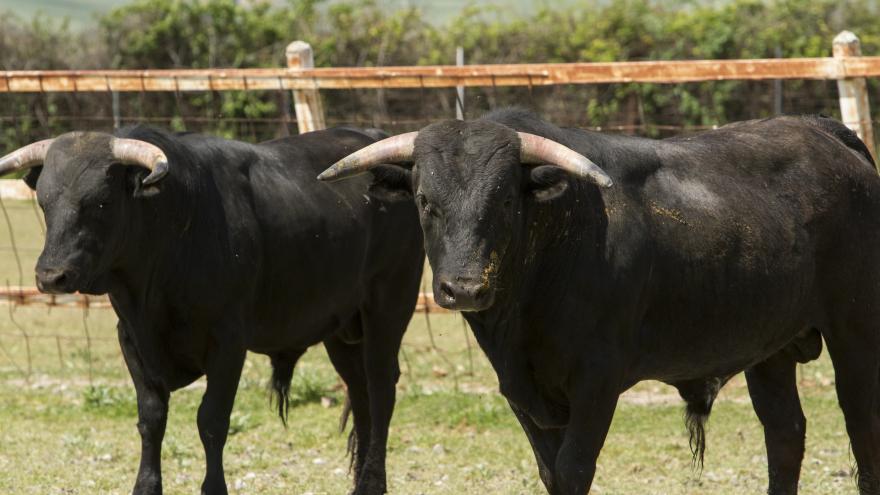 Toros en finca