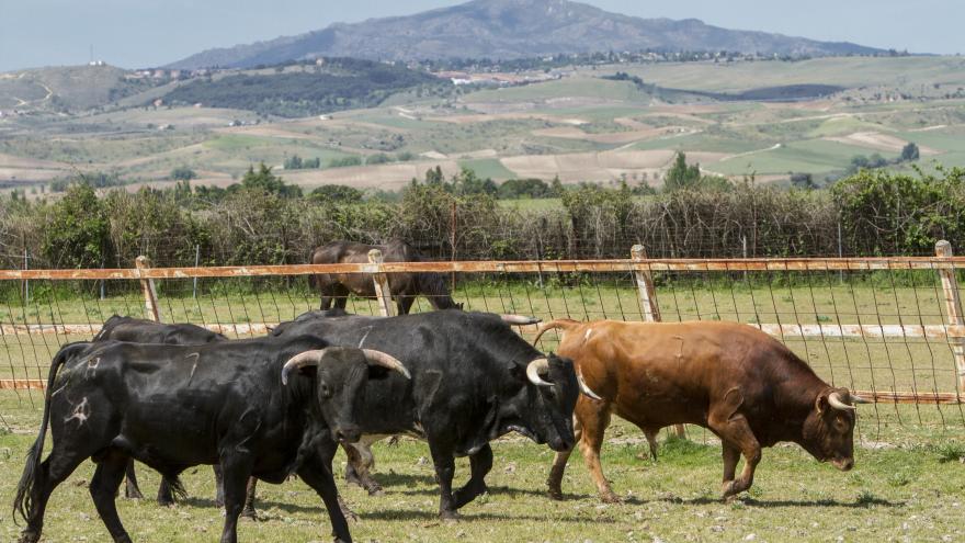 Toros en finca