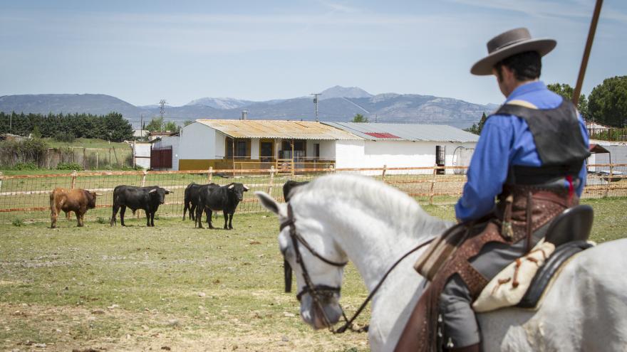 Toros en finca
