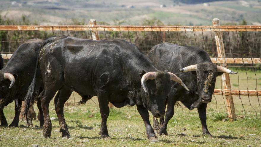 Toros en finca