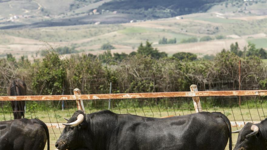 Toros en finca