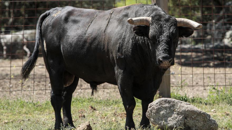 Toro primer plano