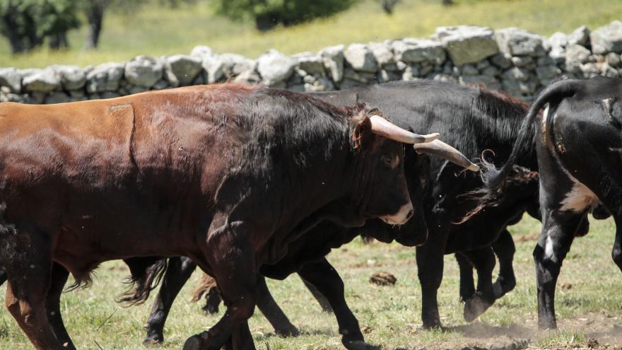 Toros en finca