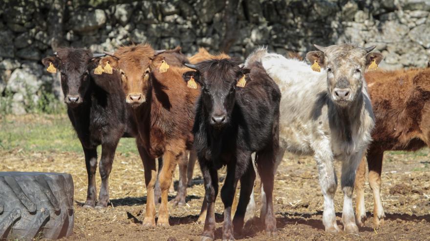Toros en finca