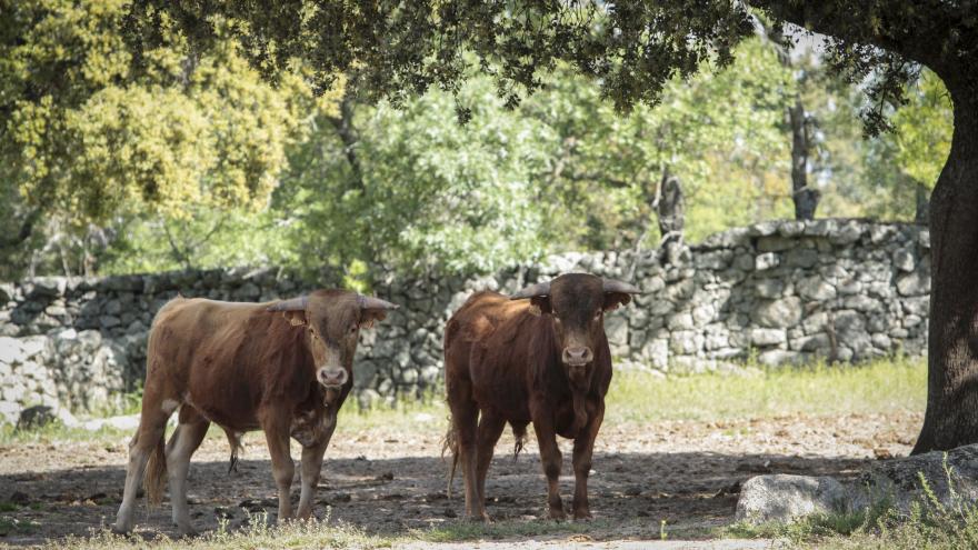 Toros en finca