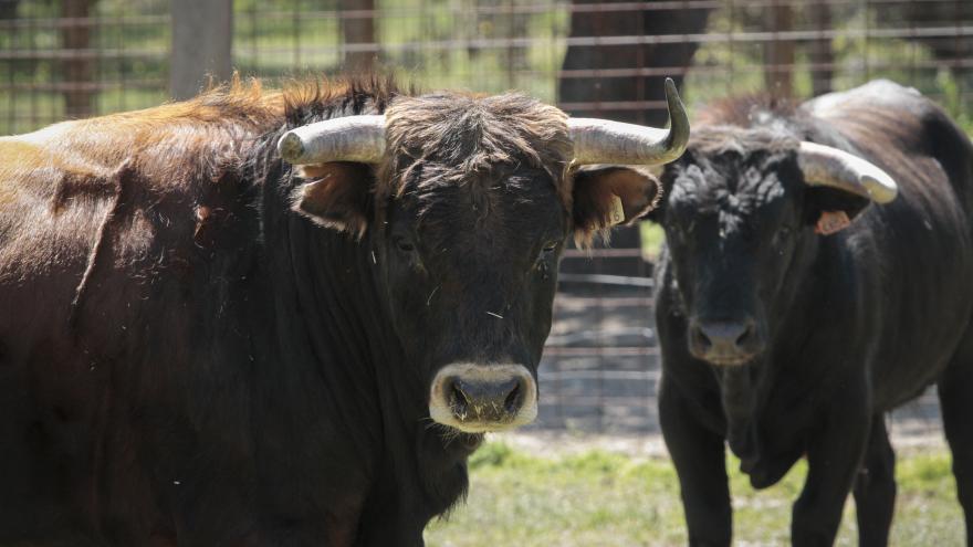 Toros primer plano