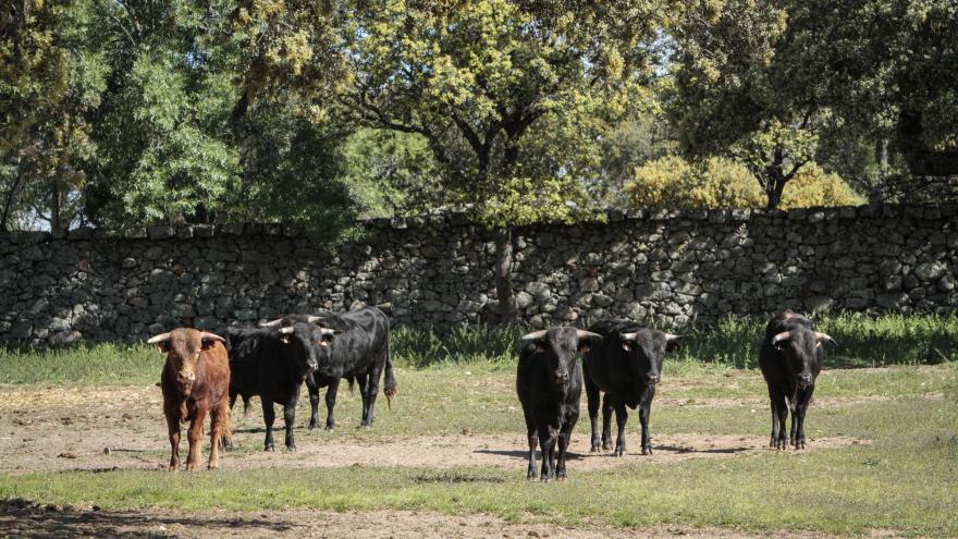 Toros en finca