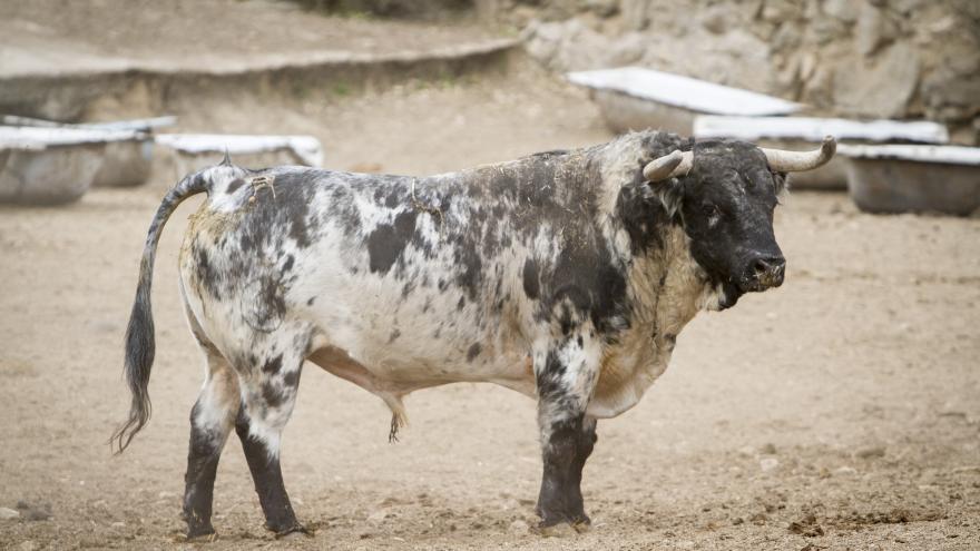 Toro en primer plano