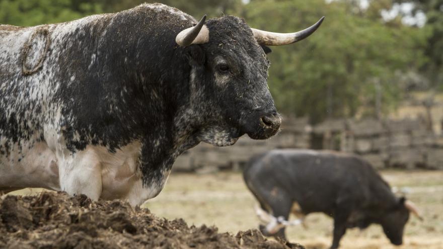 Toro en primer plano