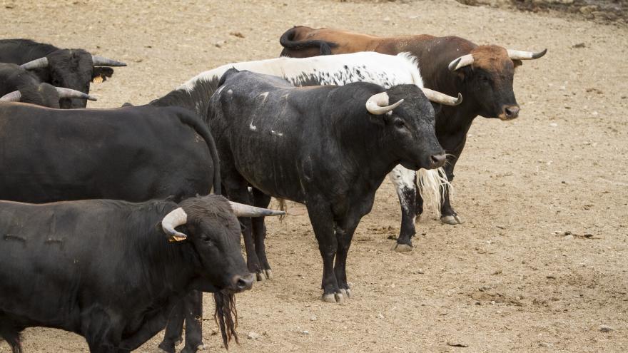 Toros