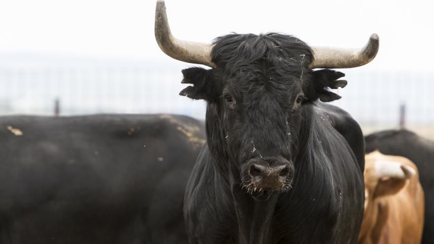 Toro primer plano