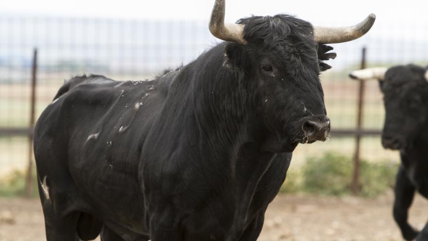 Toro primer plano