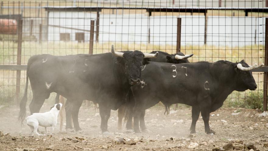 Toros en finca