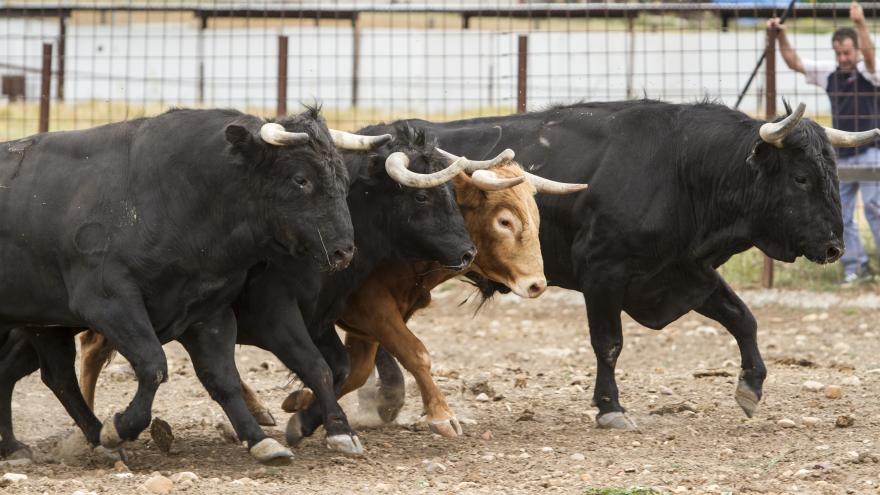 Toros en finca