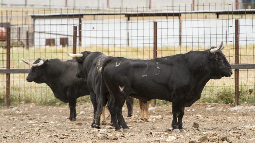 Toros en finca