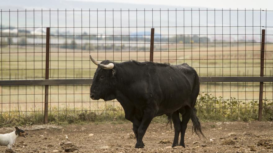 Toro primer plano