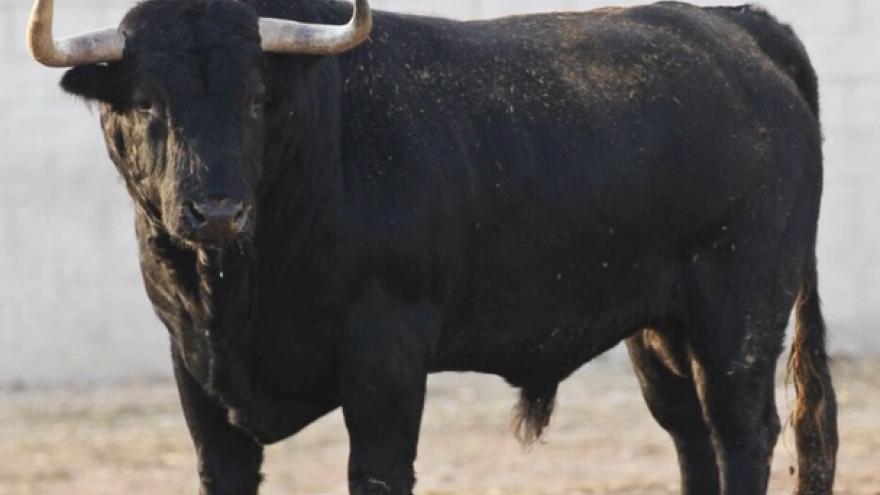 Toro