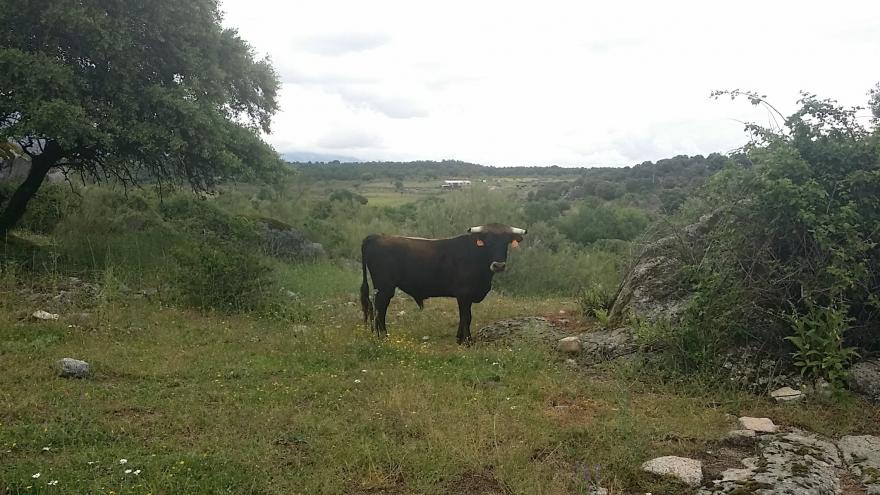 Toro