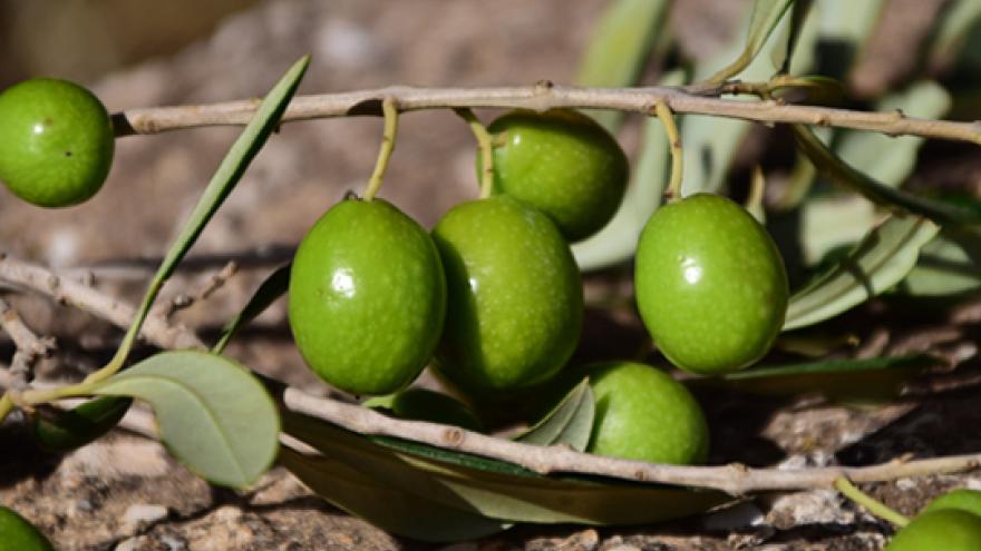 DC Aceitunas de Campo Real