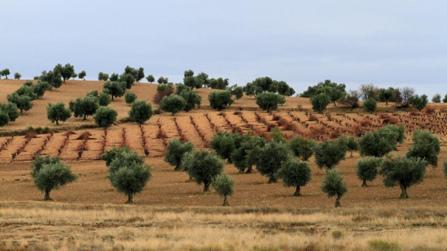 Olivos de Madrid