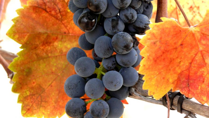 Racimo uva Syrah DOP Vinos de Madrid