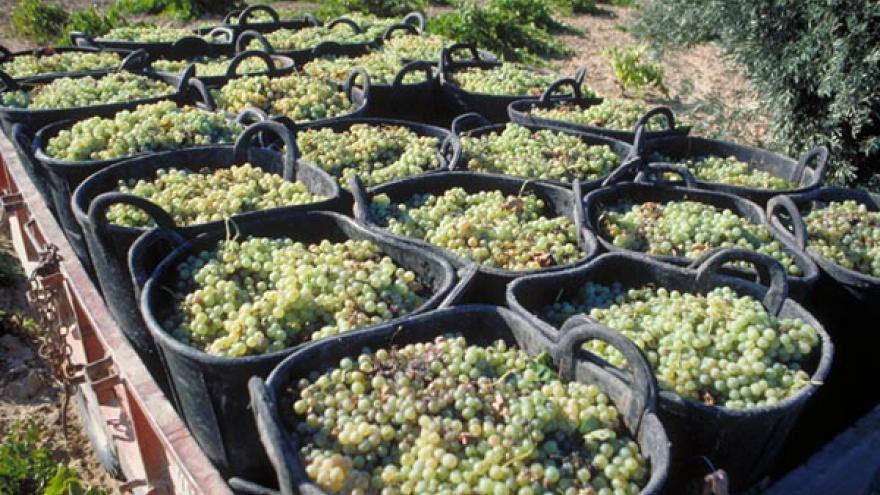 Espuertas con uvas DOP Vinos de Madrid