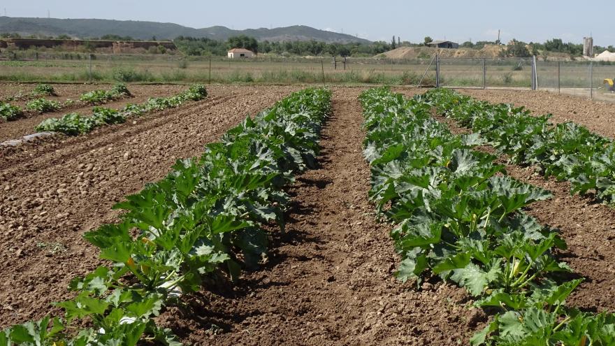 Campo de cultivo de la finca La Isla