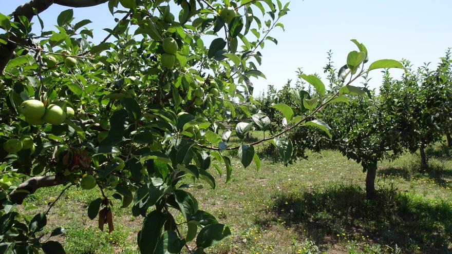 Primer plano de un manzano en la finca La Isla