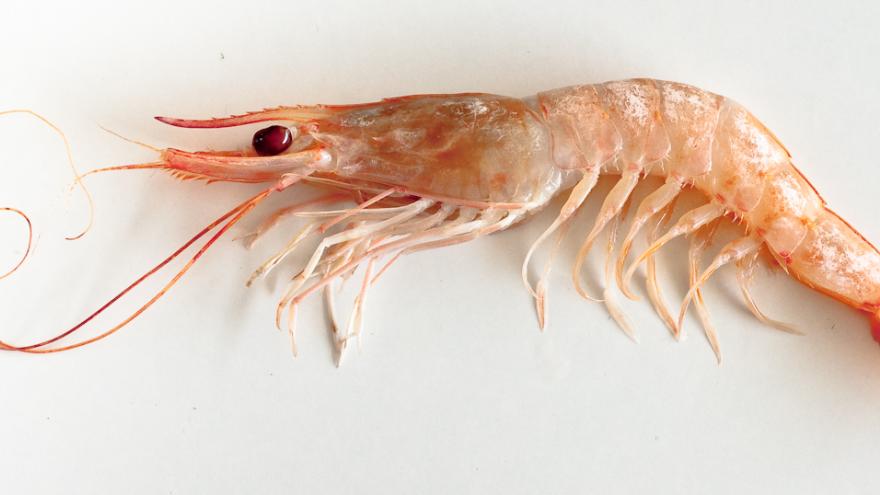 Imagen de gamba blanca