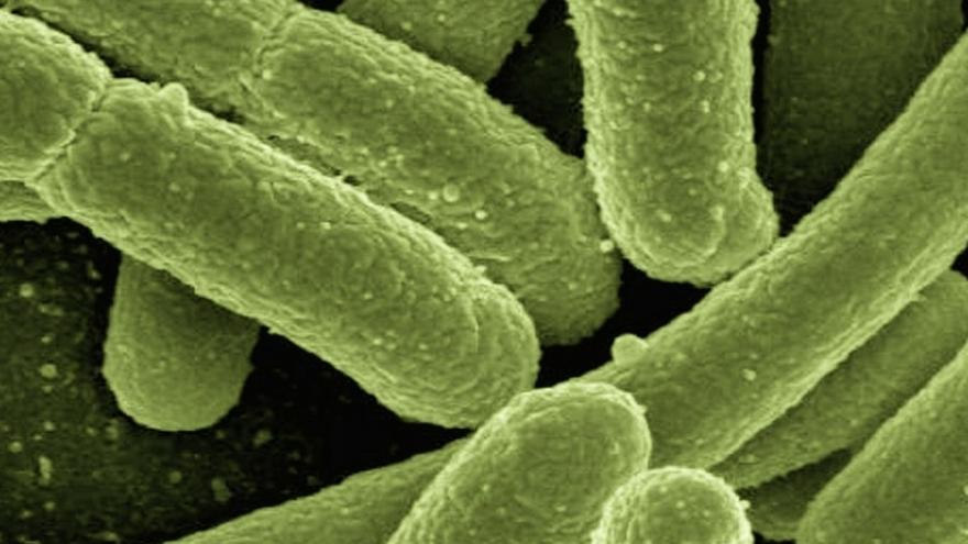 Bacterias (Escherichia coli) Bacterias (Escherichia coli) vistas al microscopio