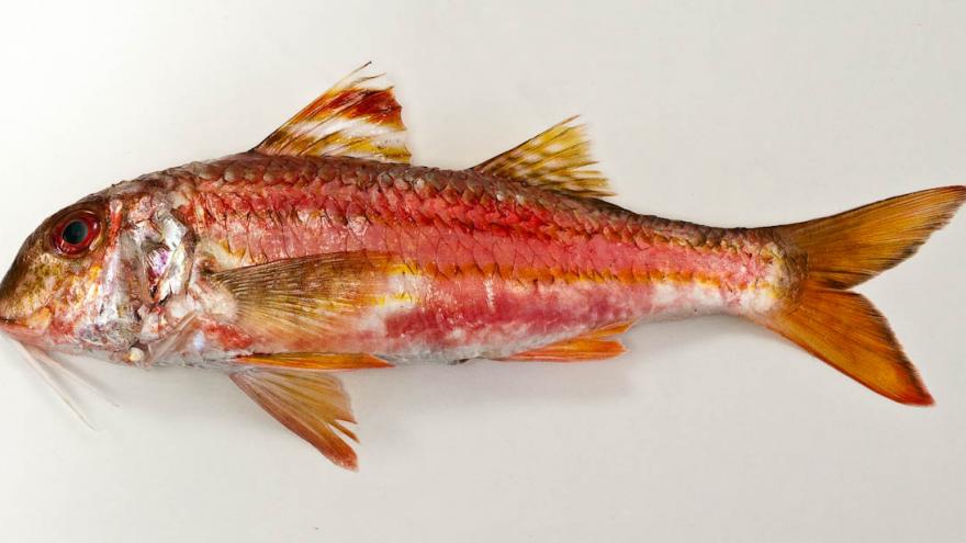 Imagen de salmonete de roca