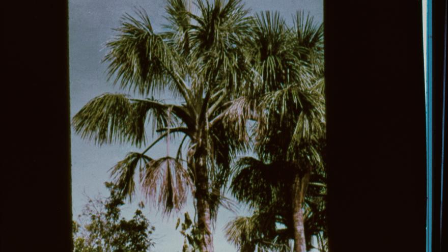 Palmera en la selva 