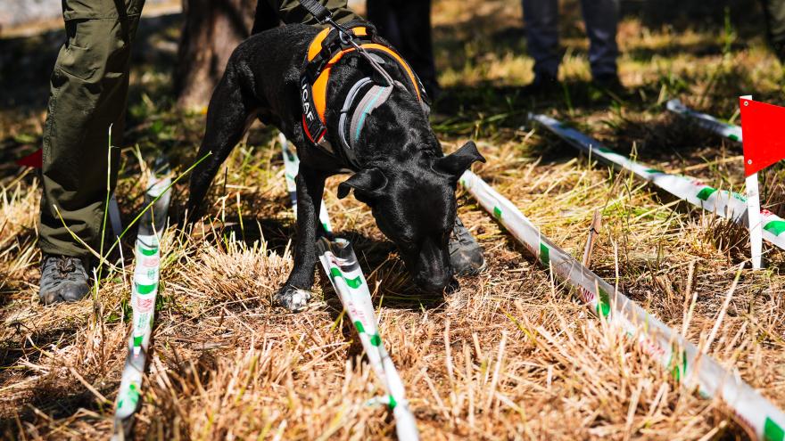Perro de las unidades caninas de Agentes Forestales