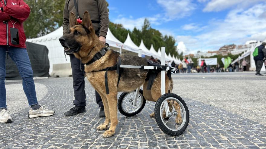 perro en Salón de la Adopción 