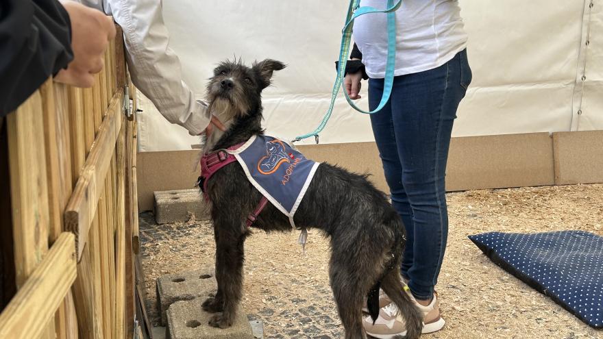 perro en Salón de la Adopción 