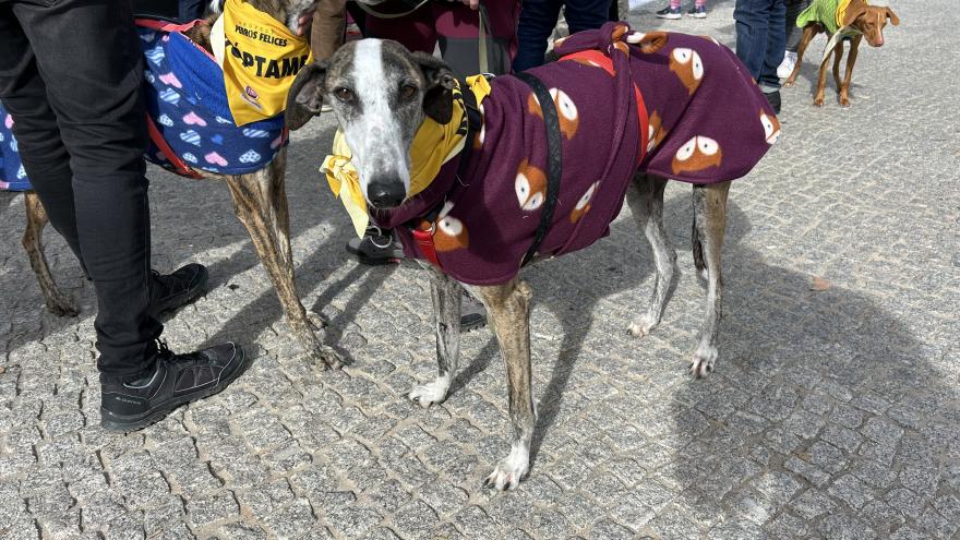 perro en Salón de la Adopción 