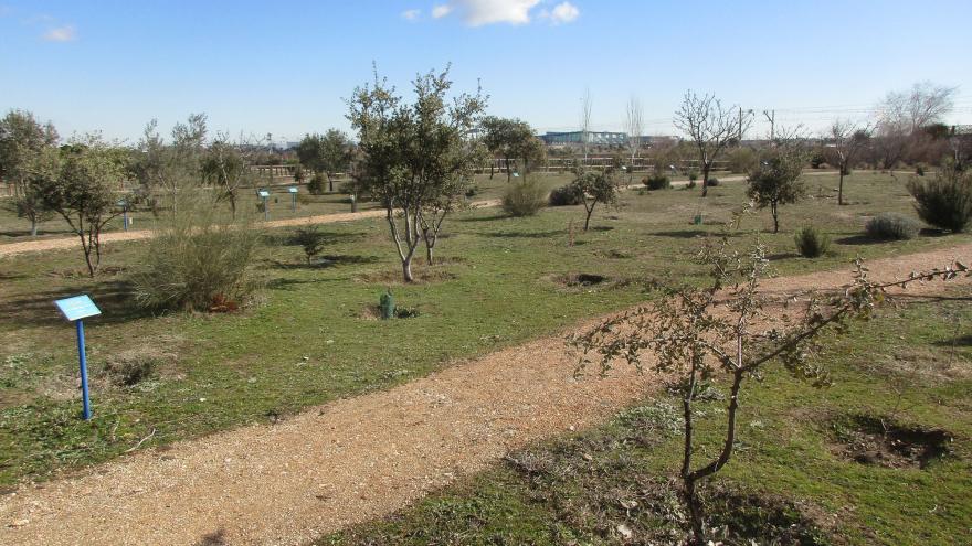 Distintos planos con hileras de arbustos y árboles plantados y caminos de tierra