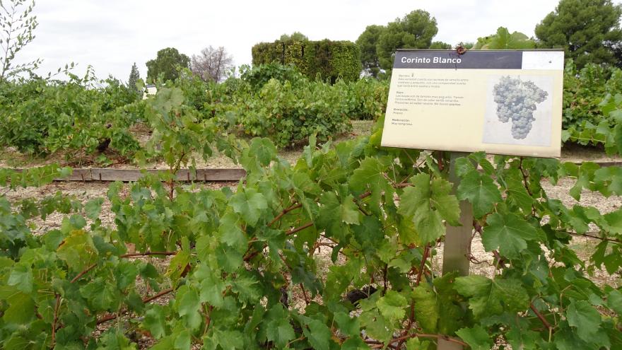 Variedad y cartel Corinto Blanco