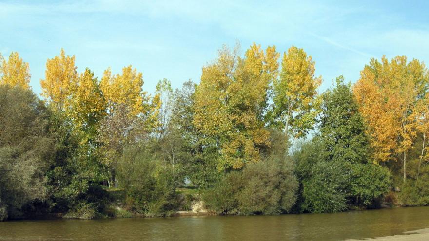 Mural este titulado "Río rodeado de árboles"