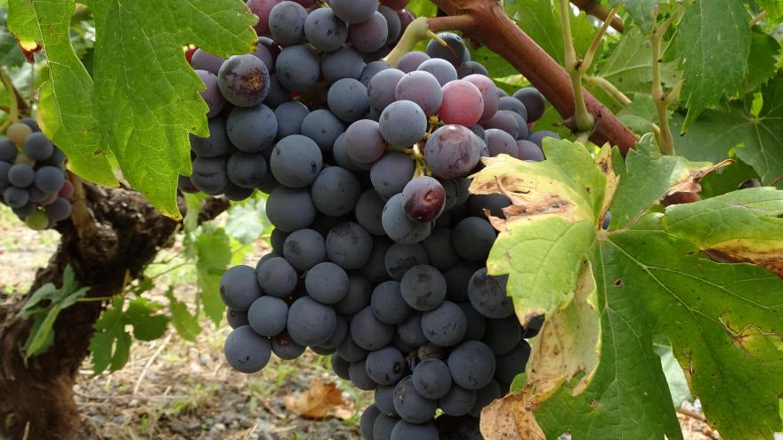 Racimo de uvas de la variedad Jaen Tinto