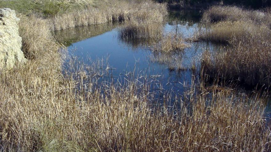 Humedales_Lagunas de Horna_Getafe