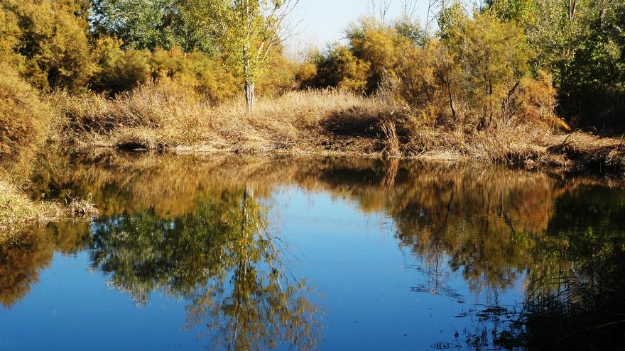 Humedales_Lagunas de la Presa del río Henares_Mejorada del Campo