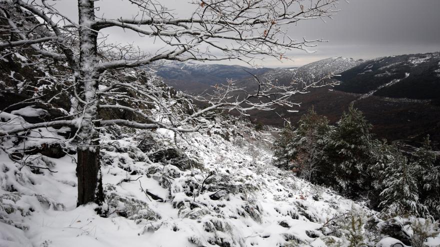 Hayedo de Montejo nevado