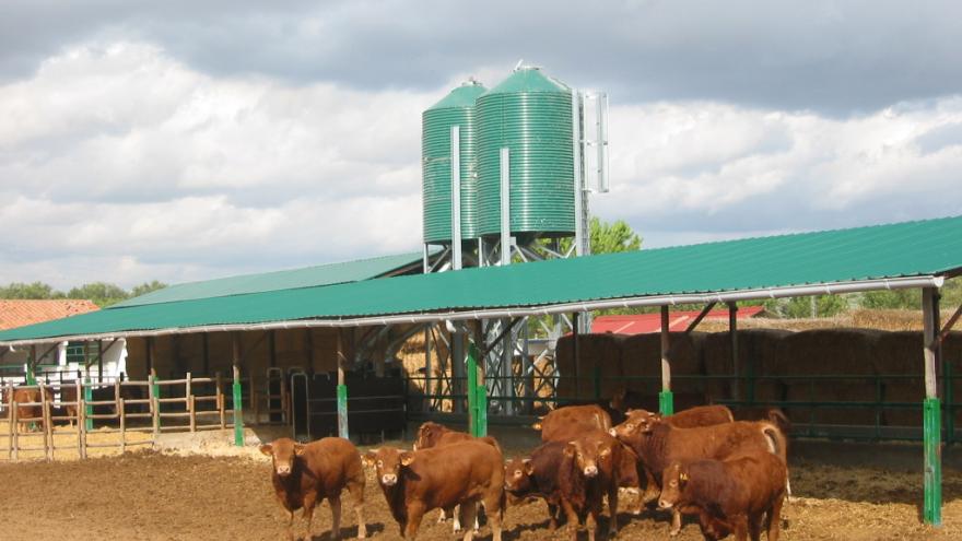 Vacas juntas en el CENSYRA
