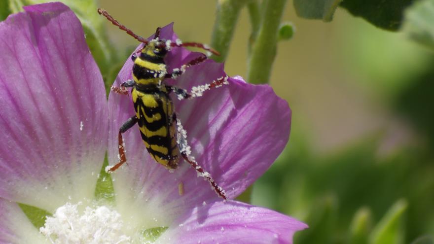 Fauna_Escarabajo avispa